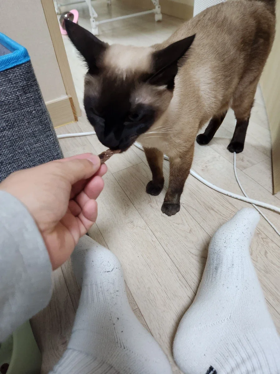 고양이에게 한우를 구워주면... - 이미지 8
