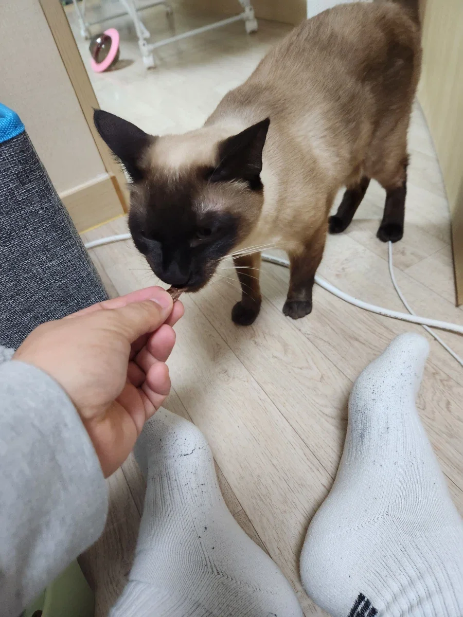 고양이에게 한우를 구워주면... - 이미지 9