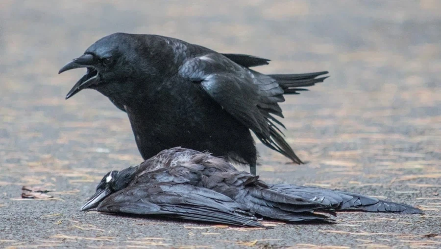 까마귀 장례식.jpg