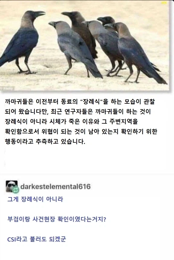 까마귀 장례식.jpg - 이미지 4