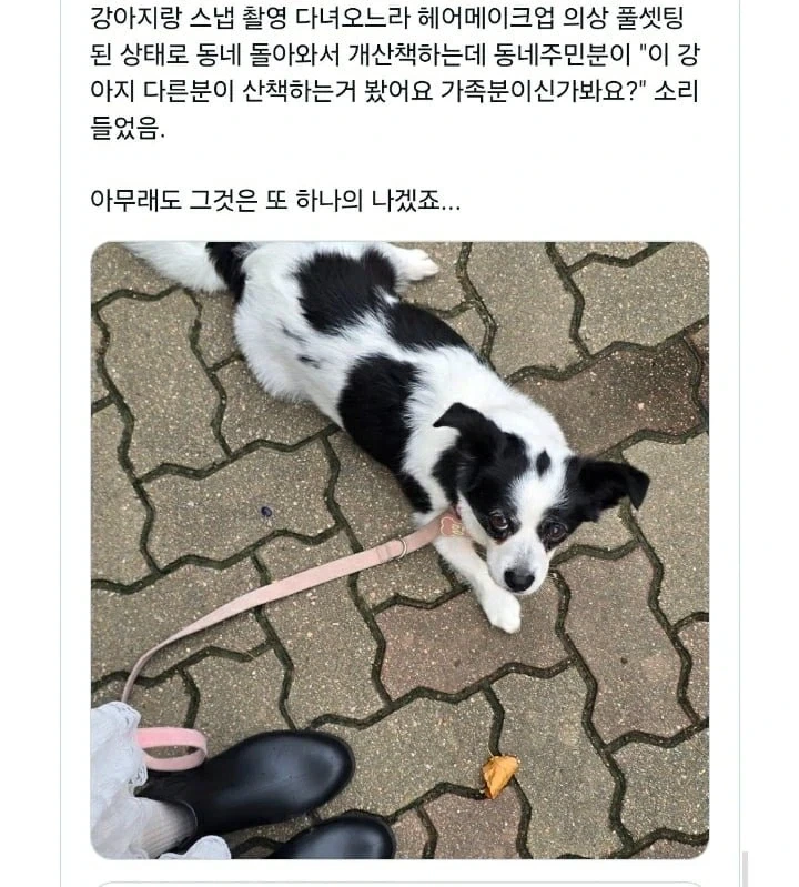한껏 꾸미고 강아지 산책가면 생기는 일