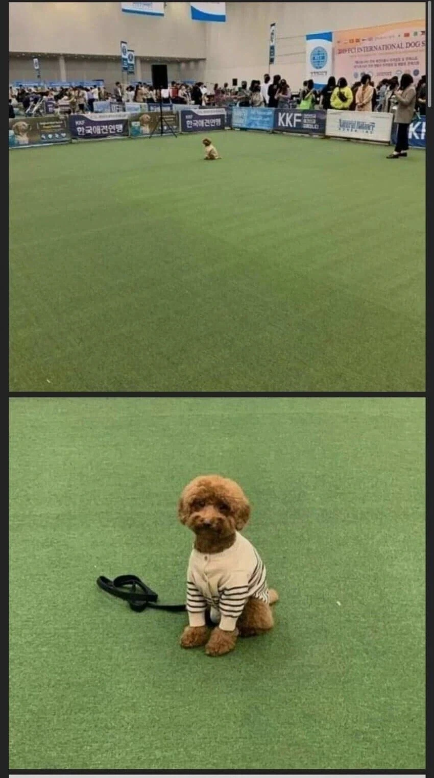 ＇기다려!＇ 대회에서 1등한 멍뭉이.jpg