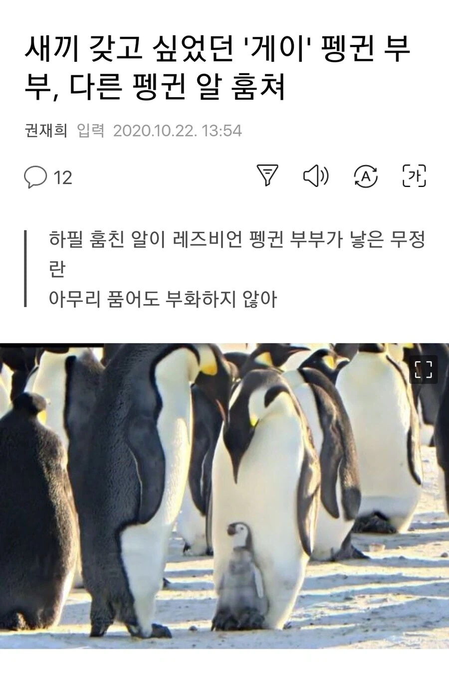 자식을 갖고 싶었던 게이 커플 팽귄, 다른 펭귄 알을 훔쳤으나….jpg