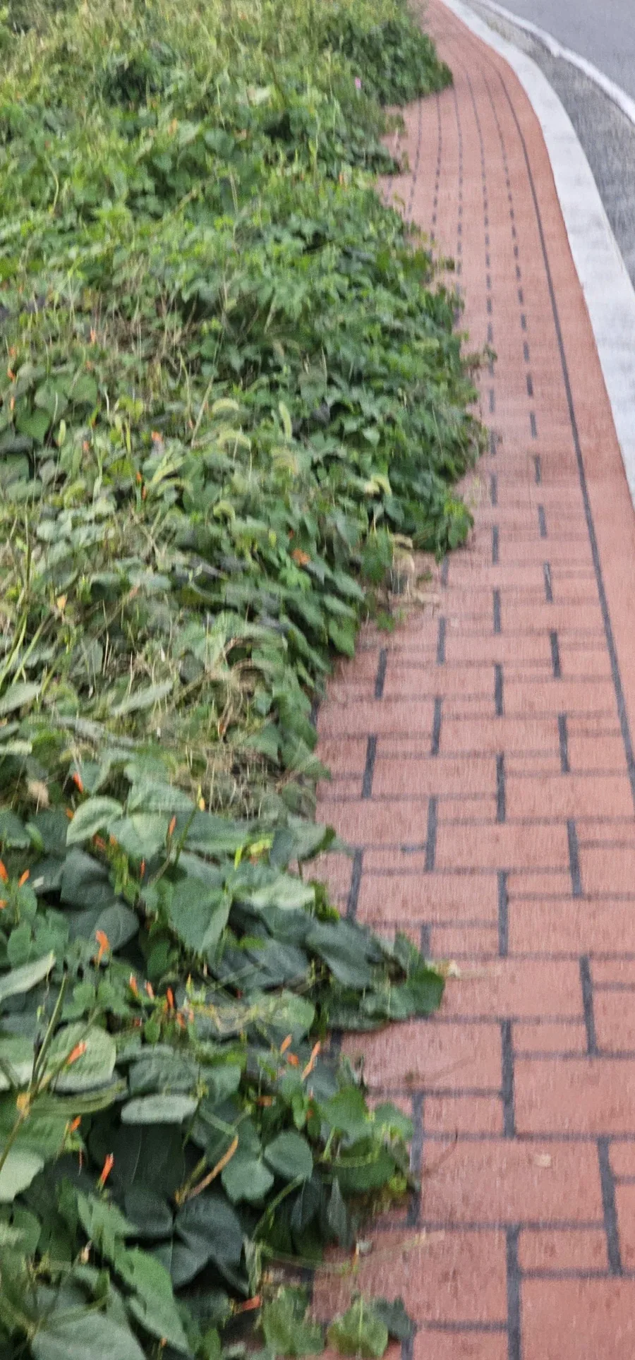 대한민국 시골길 특