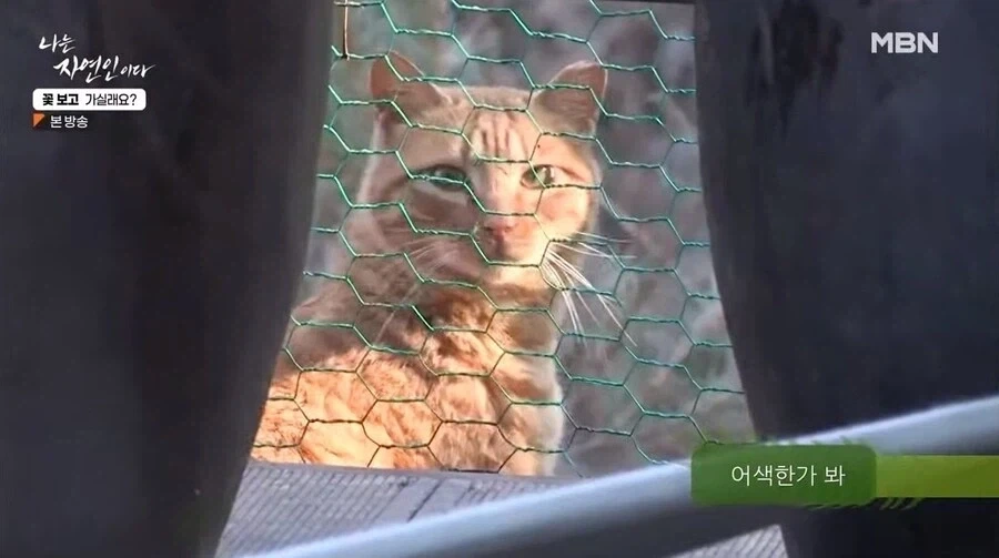 나는 자연인이다 출연자중 요리 잘했었던 자연인 - 이미지 8