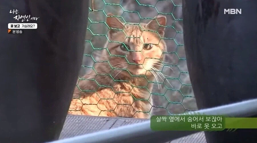 나는 자연인이다 출연자중 요리 잘했었던 자연인 - 이미지 9