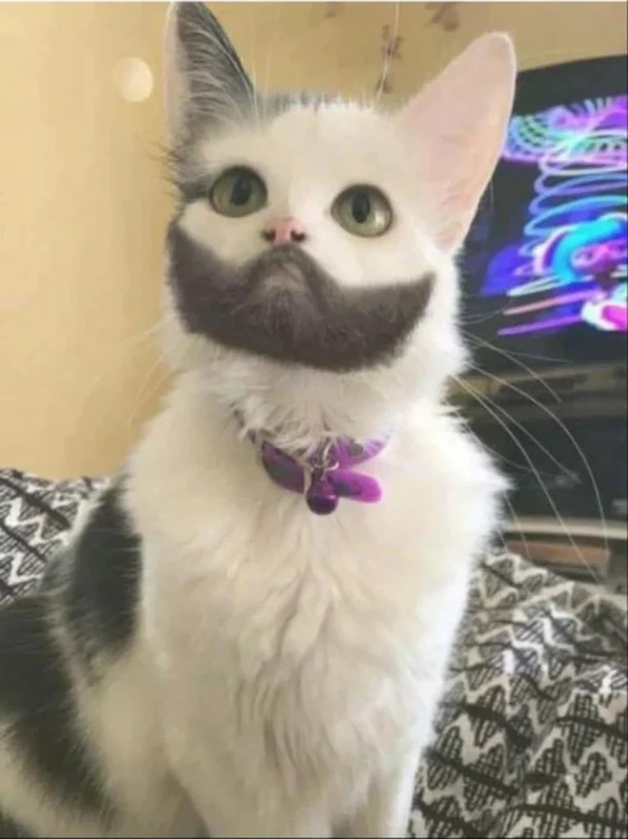 테스토스테론 조절이 잘못된 고양이