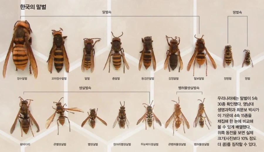 한국의 말벌
