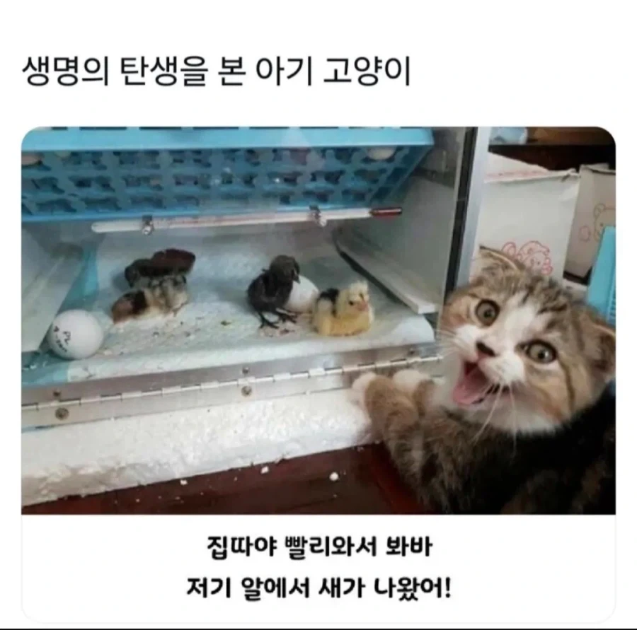 생명의 탄생을 본 아기 고양이