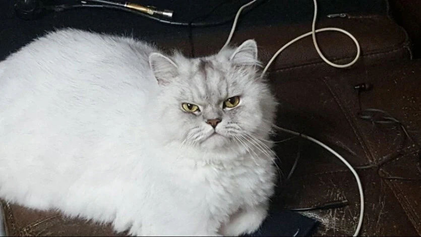 페르시안 고양이 탄생 설화.jpg - 이미지 3