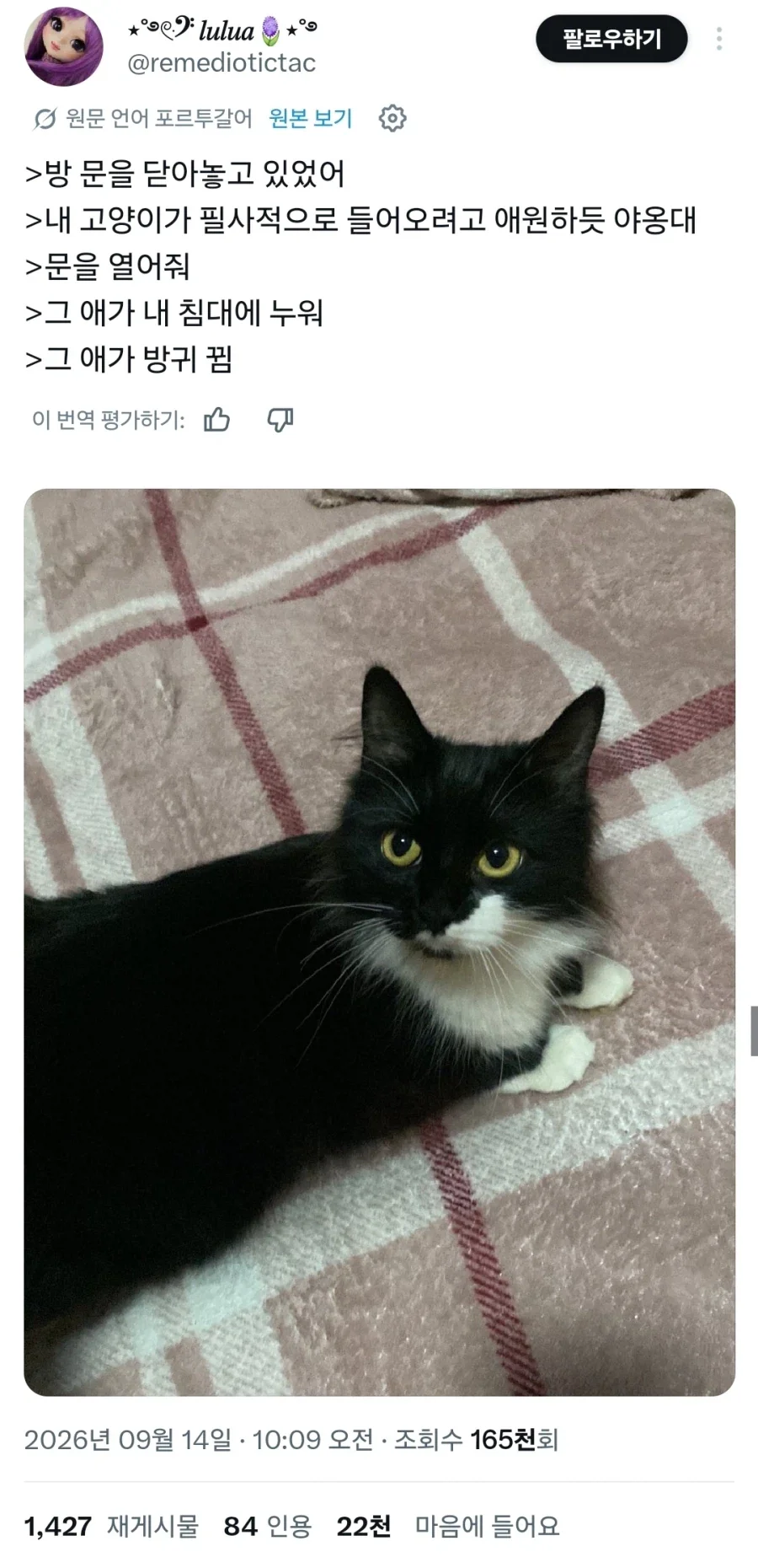 고양이가 필사적으로 집사를 찾은 이유.jpg