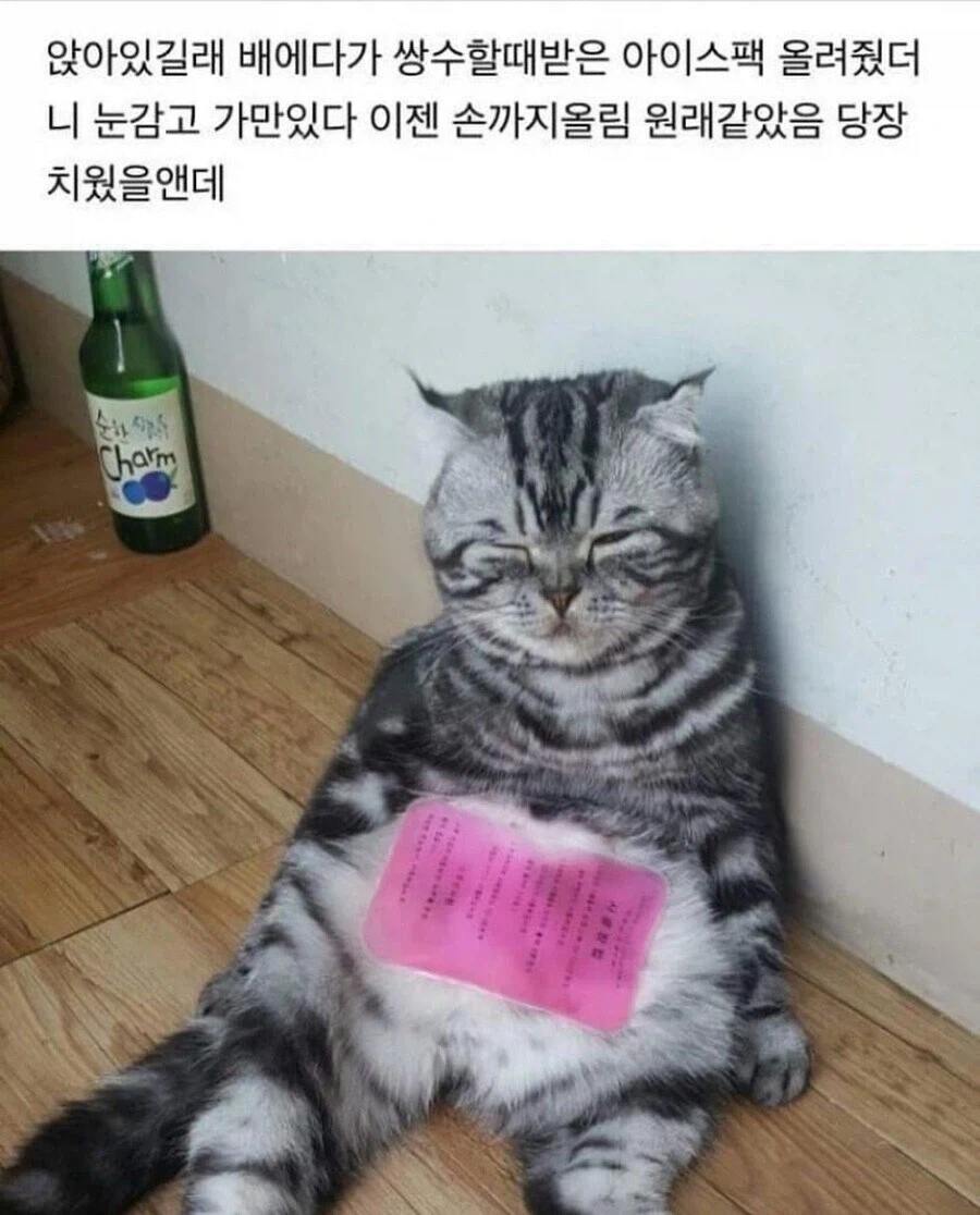 폭염에 아이스팩 쓰는 고양이.jpg