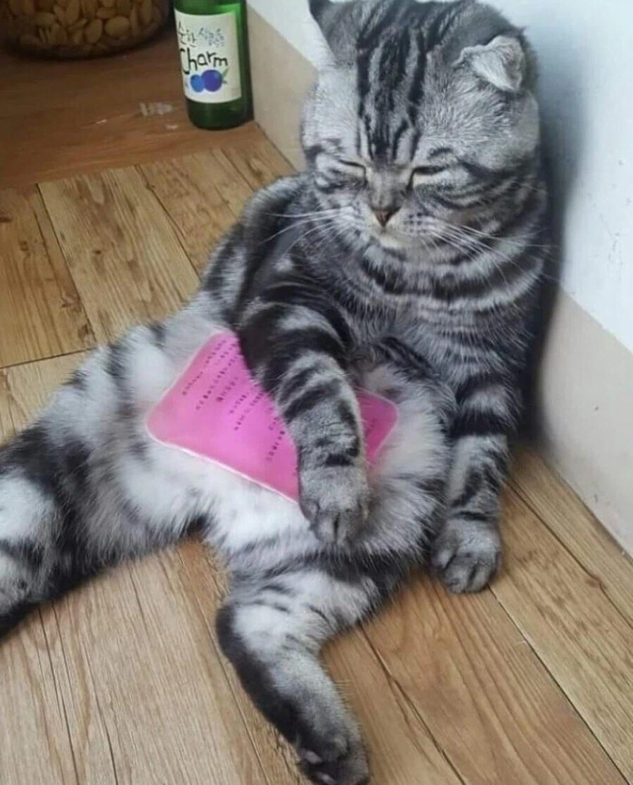 폭염에 아이스팩 쓰는 고양이.jpg - 이미지 2