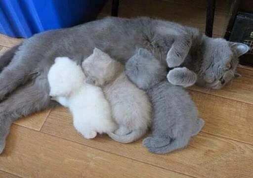 고양이 색깔 정해주는 만화 ^,^ - 이미지 9