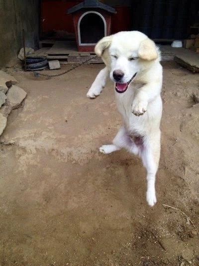 항상 신이 나있는 시고르잡종