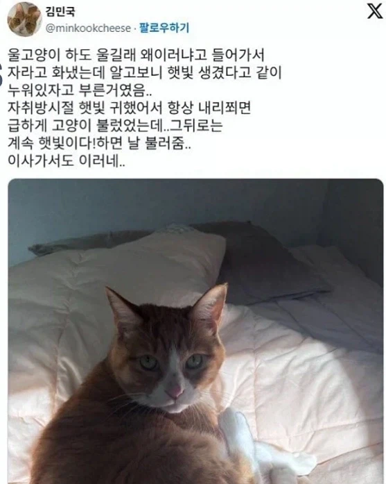 고양이가 자꾸 부르는 eu
