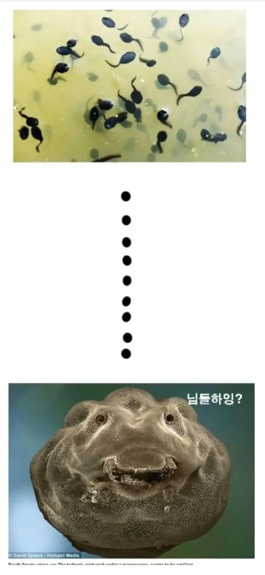 올챙이 얼굴 확대한 사진