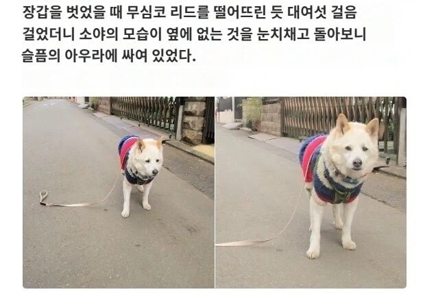 주인과의 인연과 유대의 상징이 곤두박질 쳤다는 사실에 좌절한 멍뭉이.jpg