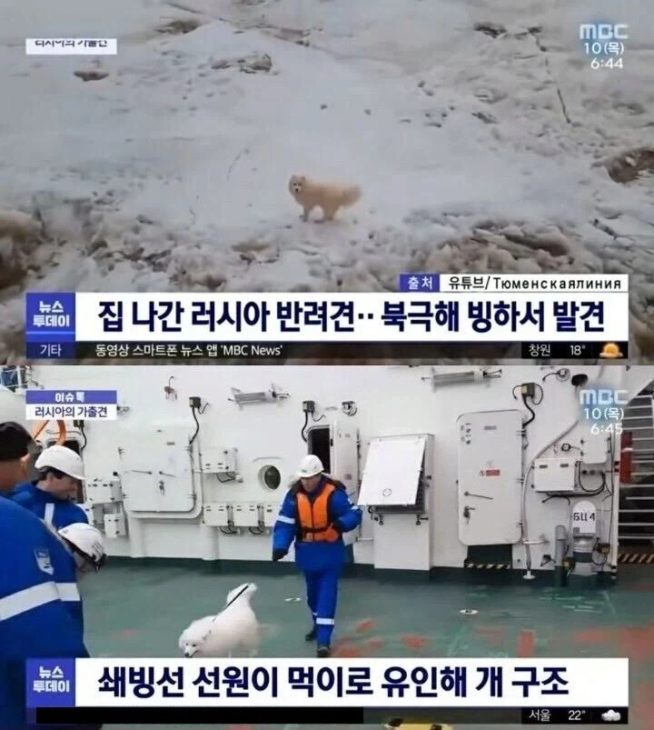 집 나간 러시아 반려견이 발견된곳