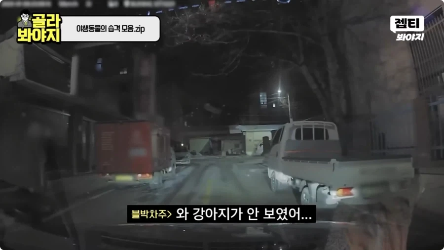 자동차에 치인 강아지.jpg - 이미지 2