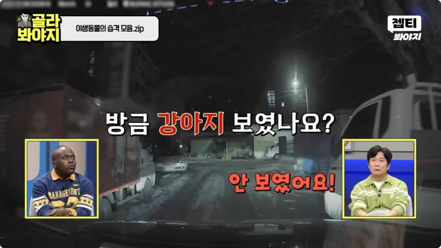 자동차에 치인 강아지.jpg - 이미지 3