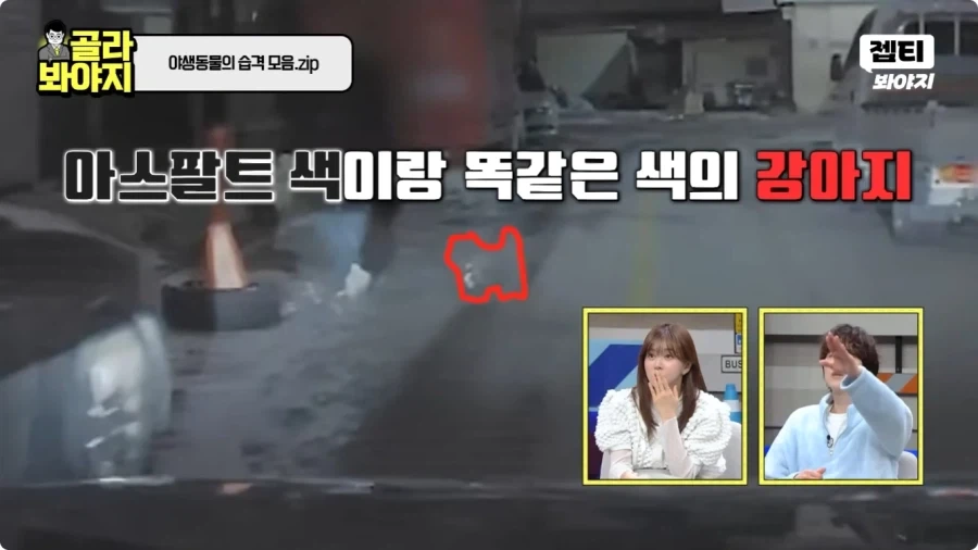 자동차에 치인 강아지.jpg - 이미지 4