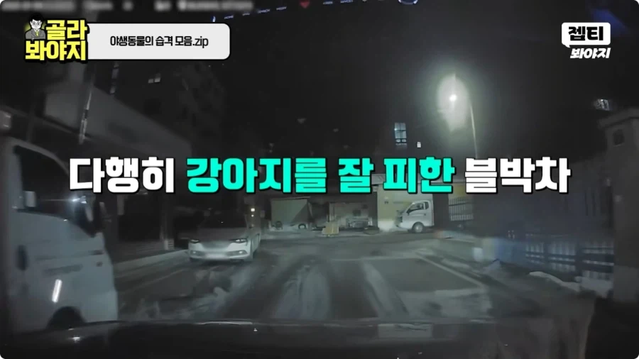자동차에 치인 강아지.jpg - 이미지 6