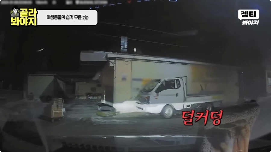 자동차에 치인 강아지.jpg - 이미지 8