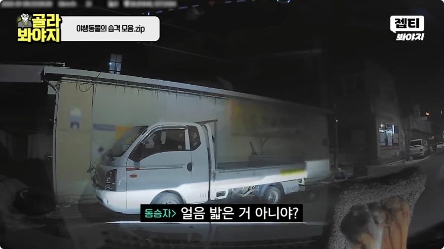 자동차에 치인 강아지.jpg - 이미지 12