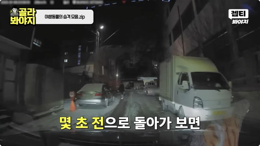 자동차에 치인 강아지.jpg - 이미지 14