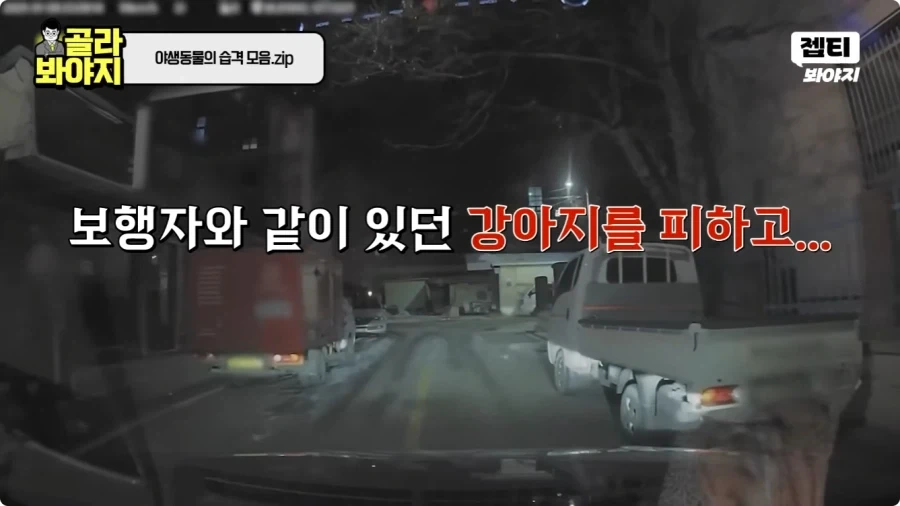 자동차에 치인 강아지.jpg - 이미지 15