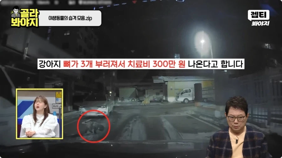 자동차에 치인 강아지.jpg - 이미지 20