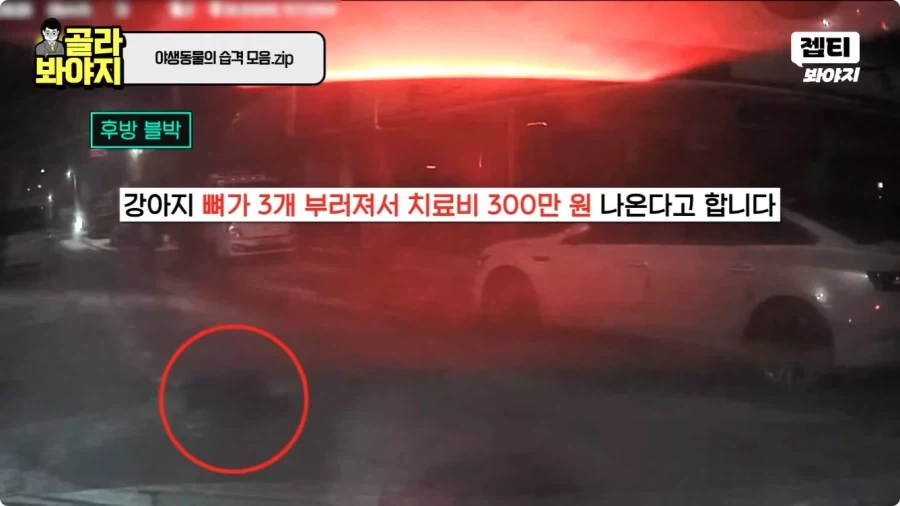 자동차에 치인 강아지.jpg - 이미지 21