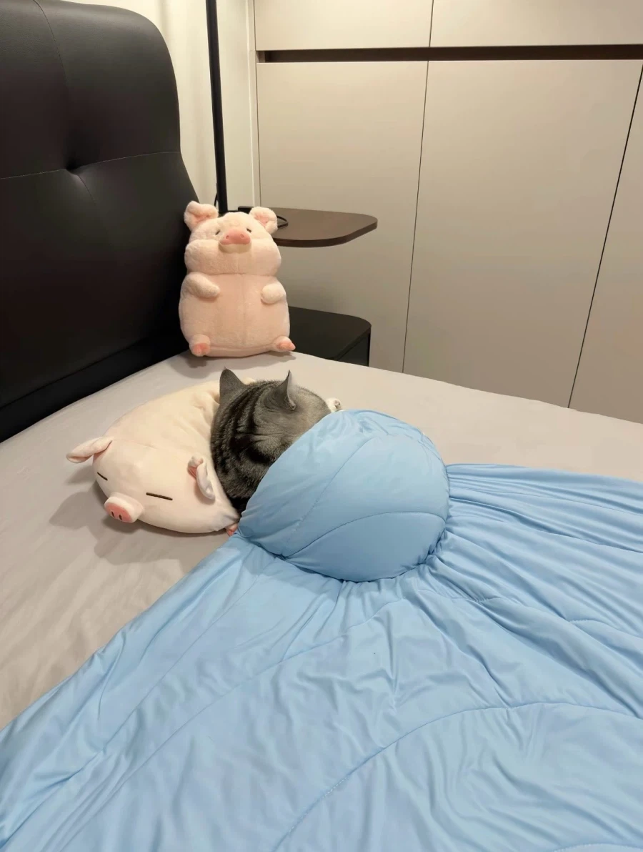 2.5등신 고양이...