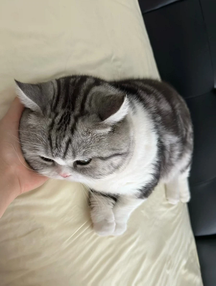2.5등신 고양이... - 이미지 2