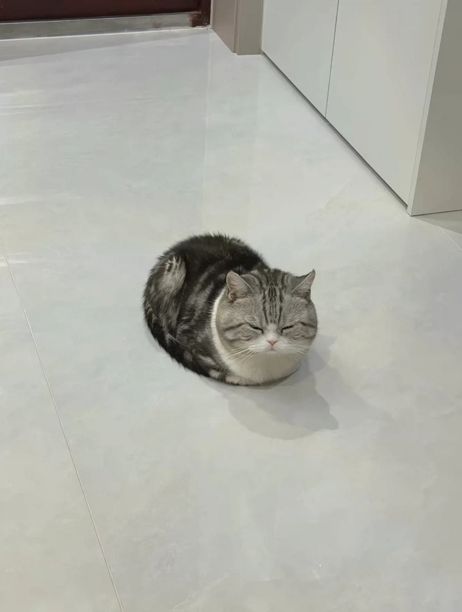 2.5등신 고양이... - 이미지 3