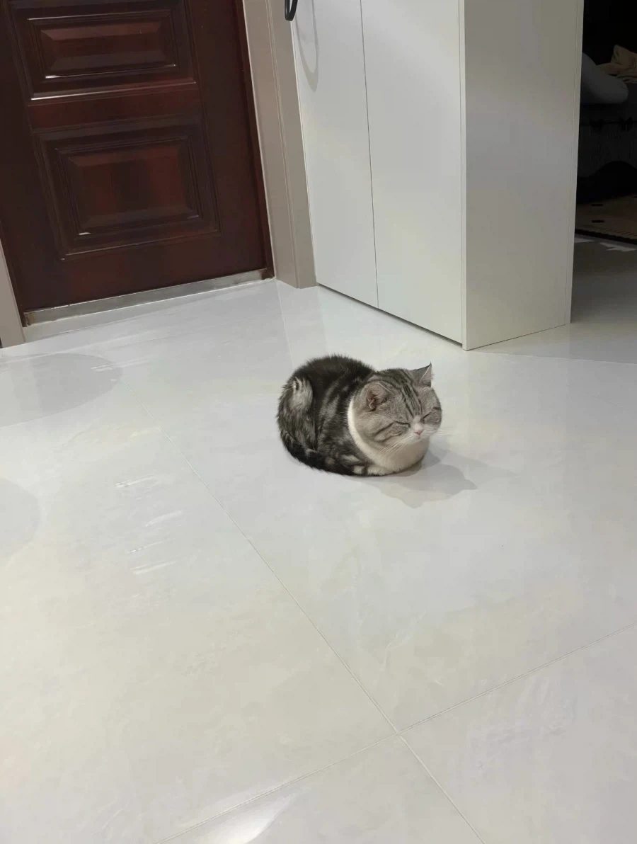 2.5등신 고양이... - 이미지 4