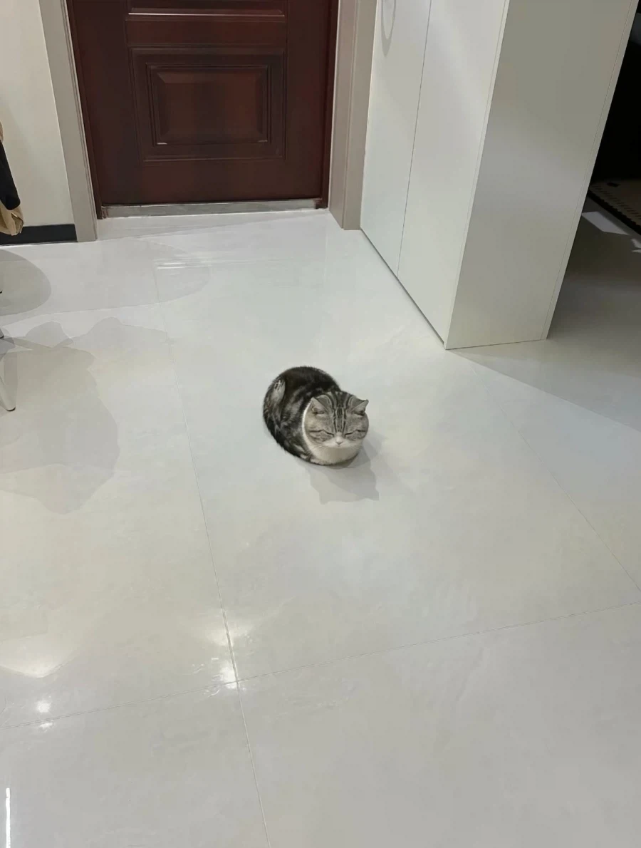 2.5등신 고양이... - 이미지 5