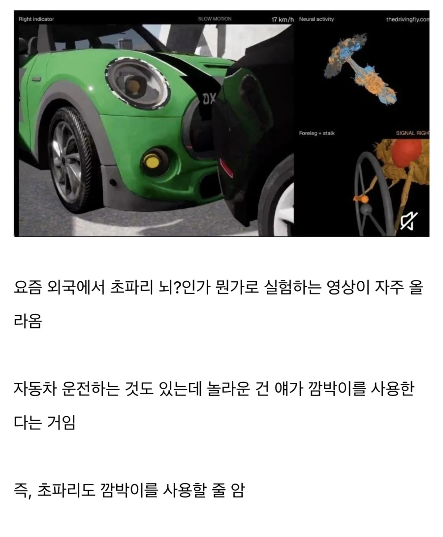 초파리 뇌가 의외의 행동.jpg