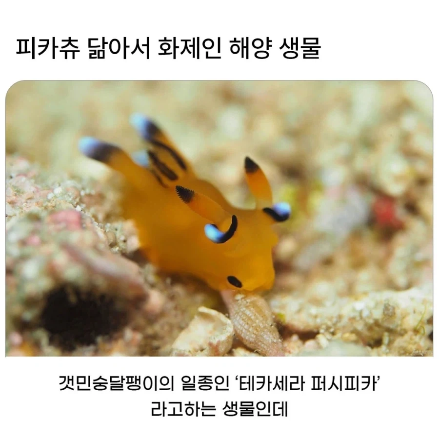 피카츄를 닮은 해양 생물