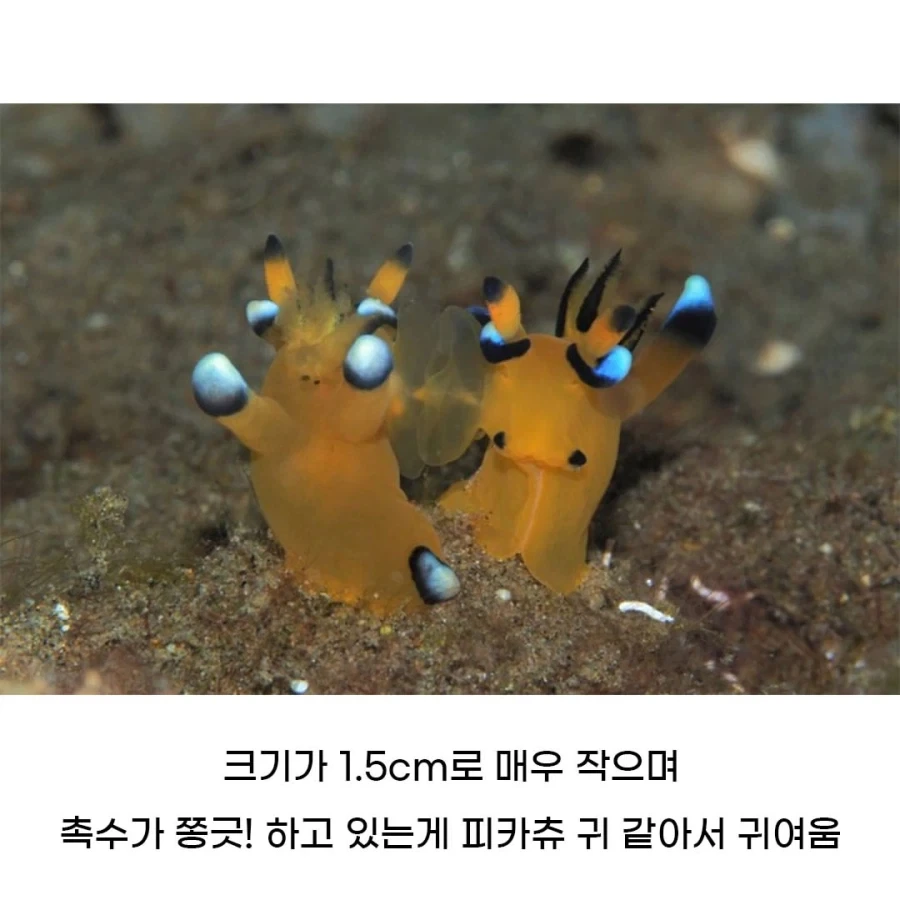 피카츄를 닮은 해양 생물 - 이미지 2