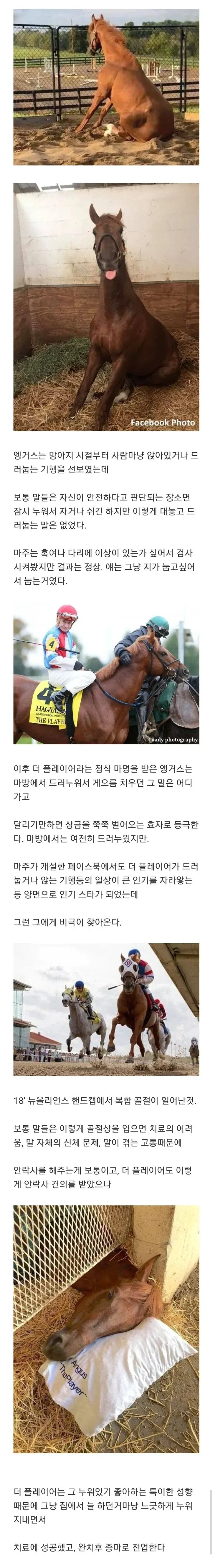 게으른 말 앵거스의 최후