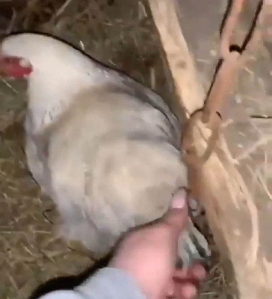 아깽이를 훔친 암탉