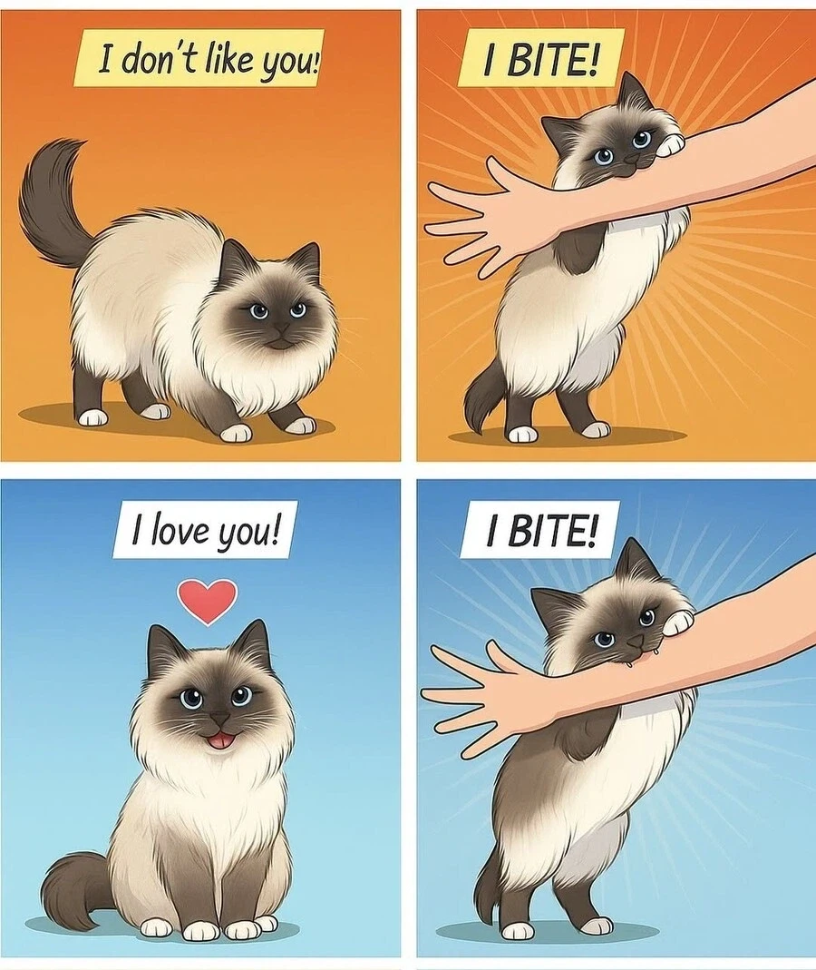 고양이가 무는 이유