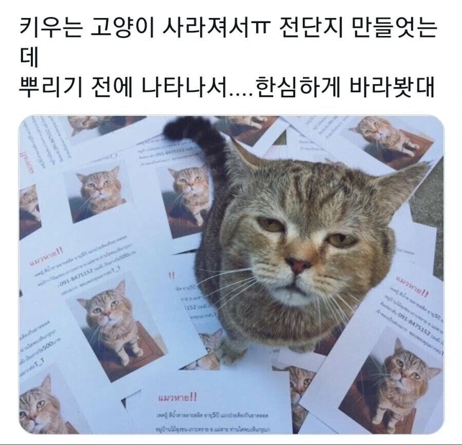 고양이 잃어버려서 찾느라고 전단지 만들었는데.jpg