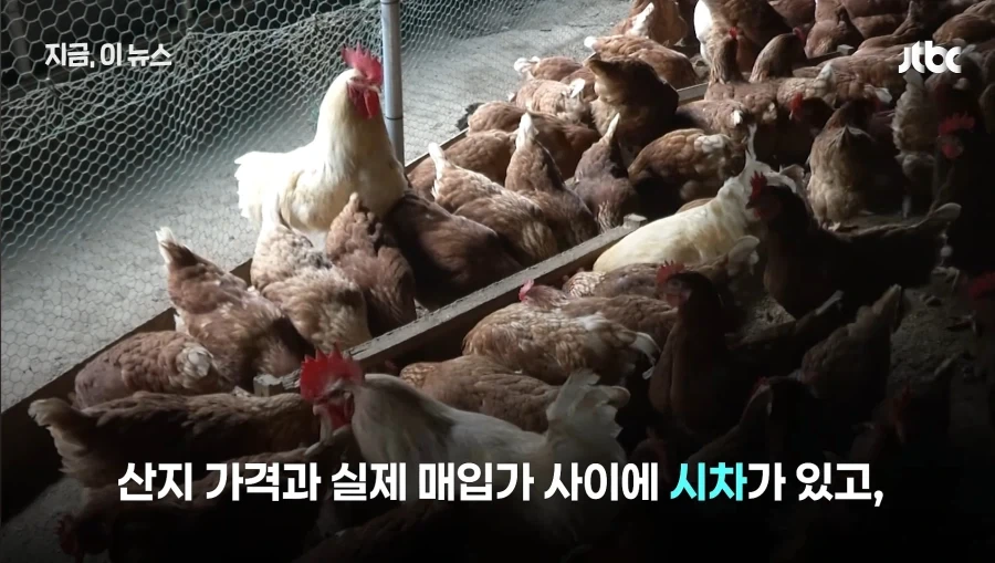 닭값내렸는데 가격인하없는 치킨업계 - 이미지 9