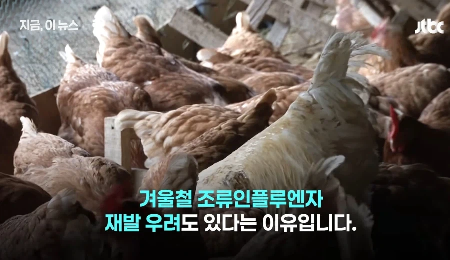 닭값내렸는데 가격인하없는 치킨업계 - 이미지 11