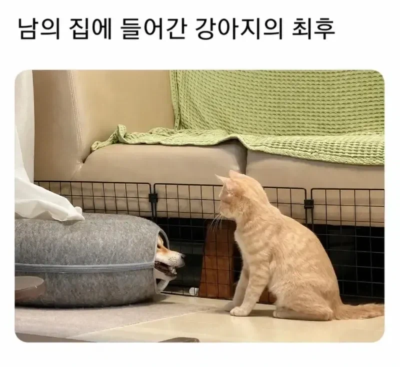 남의 집에 들어간 강아지.jpg