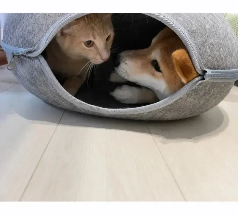 남의 집에 들어간 강아지.jpg - 이미지 3