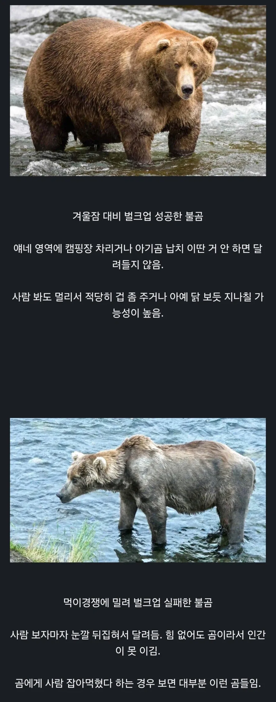 그렇게 위험하진 않은 곰과 진짜로 위험한 곰.jpg